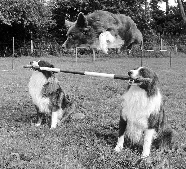 Whizz the border collie leaps over the bar held by his pals at Rugby Dog Training Centre