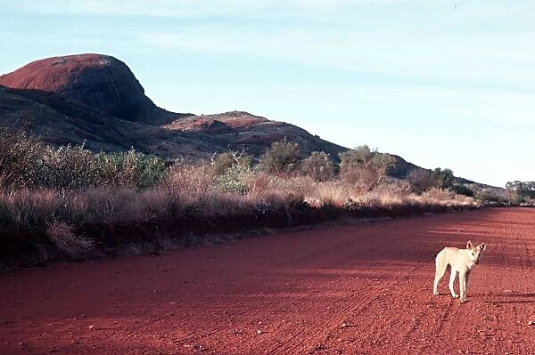 Wild Dingo pictured near'The Olgas'in the Northern Territories Australia
