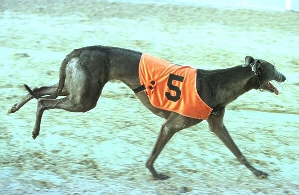 Wilma after winning at Poole 1998 Wilma the greyhound who ran away from racetrack