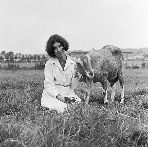 Woman in a field with a young goat. Circa 1955