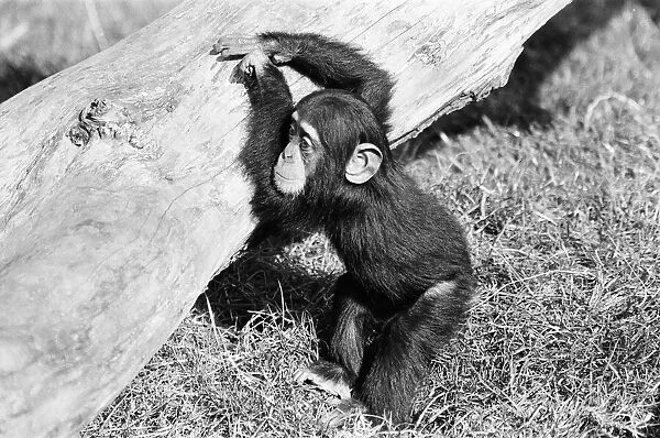 Wonder the baby Chimpanzee seen here at the Chimpanzee breeding centre at Chester Zoo