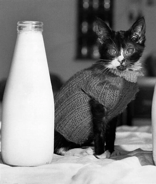 Wr Wimp the pussy cat wearing a jumper to keep warm as he looks at a large botlle of milk
