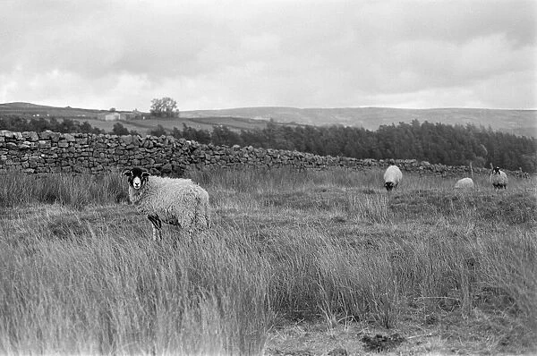 Yorkshire Dales, North Yorkshire, Sunday 24th October 1982