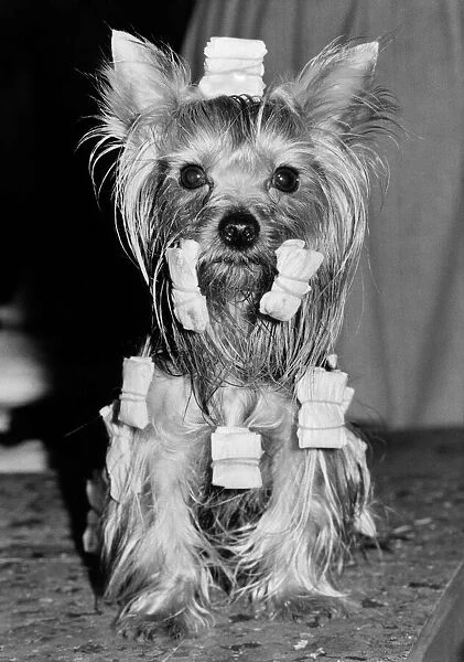 A Yorkshire terrier with his hair in curlers. February 1984 P007437