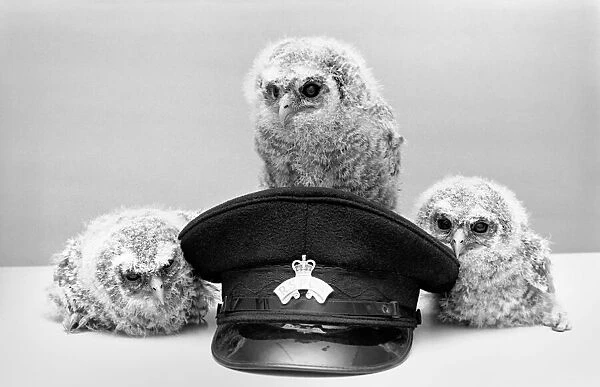Three young baby owls. May 1975