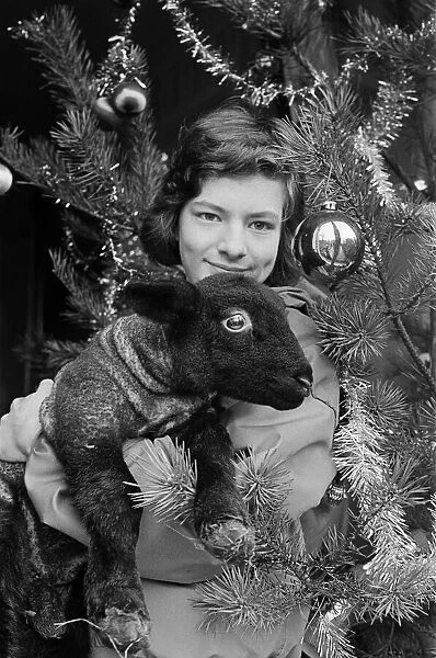 A young girl holding a Christmas lamb, December 1985