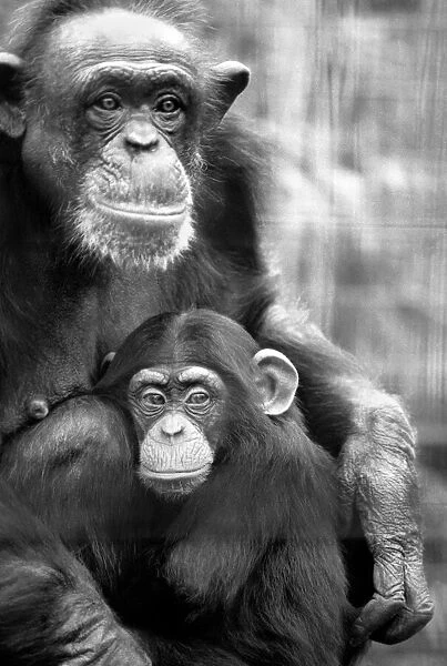 Zoo Animals: Chimp. December 1975 75-06831-001
