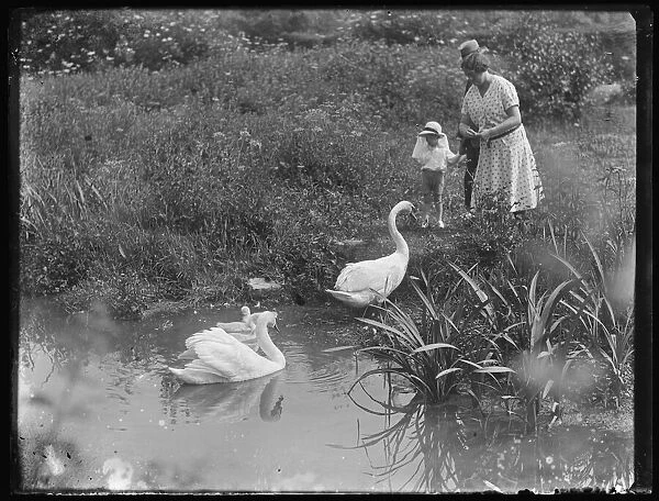 Family feeding swans on Looe River, possibly St. Keyne