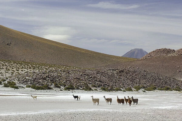 Altiplano. South America, Chile, Altiplano, Autofagasta