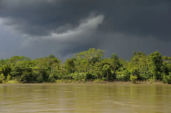Amazon. South America, Amazon, Ecuador, Napo Wildlife Center; Yasuni National