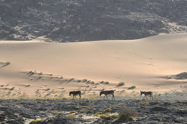 Burro. Donkeys at Sand dunes, Serra Cafema Wilderness Safaris at Kunene River