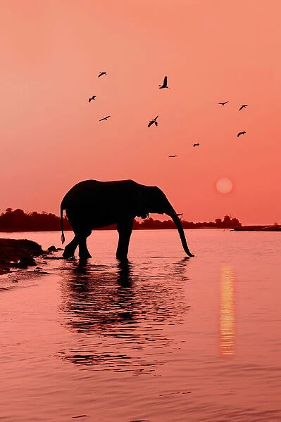 Chobe. Elephant (Loxodonta africana), Sunset, Chobe River, Caprivi Region, Namibia