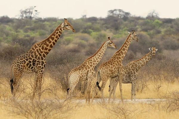 Giraffe (Camelopardus), Etosha National Park, Kunene Region, Namibia