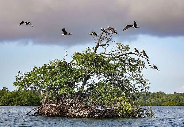 Panama. Central America; Panama; Caribbean, Bocas del Toro. Frigate birds