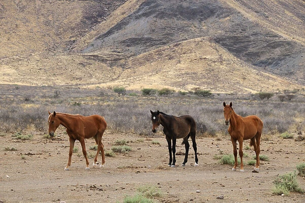 Wild Horses. Horses near Buellsport, Hardap Region, Namibia