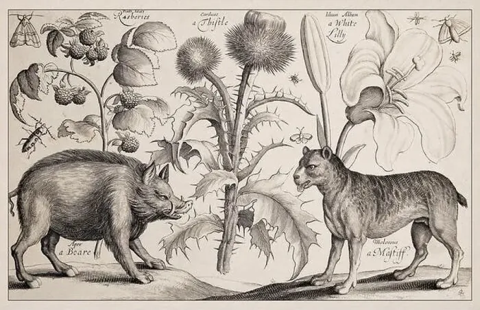 Framed Print : 1663 Etching Print of a Boar Framed Print : 1663 Etching Print of a Boar