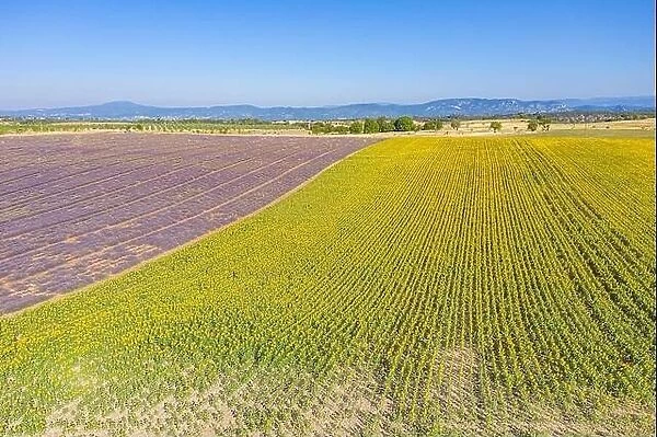 Aerial view of agricultural fields in Provence. Blooming lavender, amazing aerial landscape. Rows of lavender flowers, endless nature blooming floral