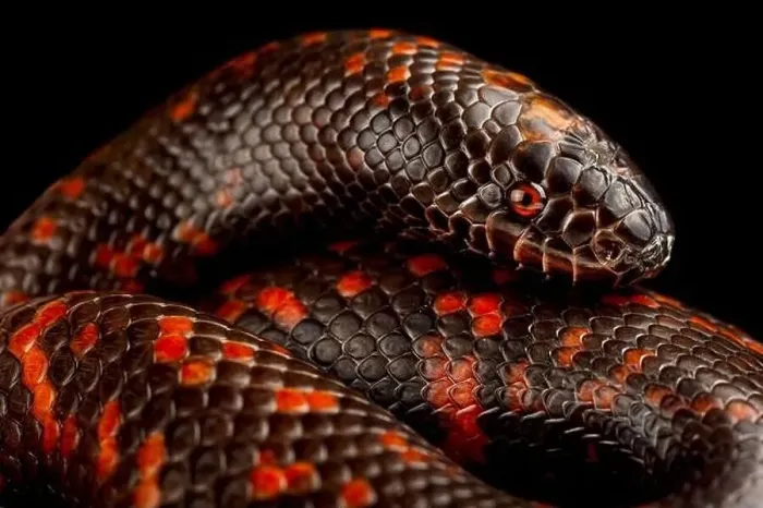 Framed Print : African Burrowing Python Print Framed Print : African Burrowing Python Print