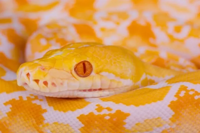 Framed Print : Albino Reticulated Python Print