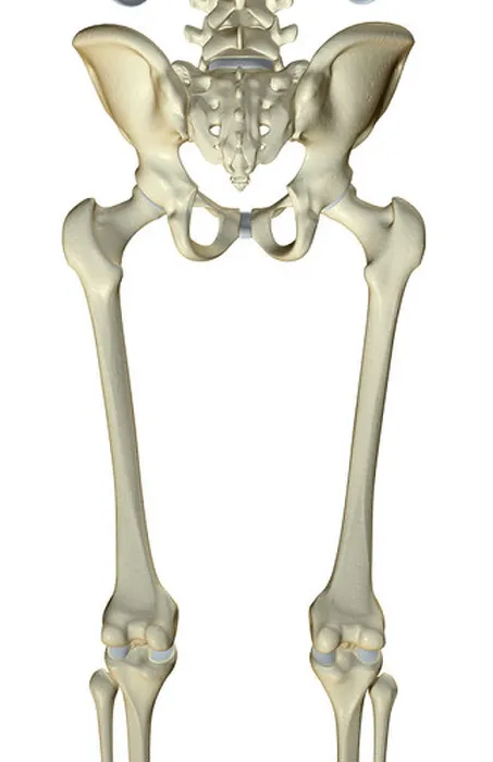 Framed Print : Posterior View of Lower Limb Bones Print Framed Print : Posterior View of Lower Limb Bones Print