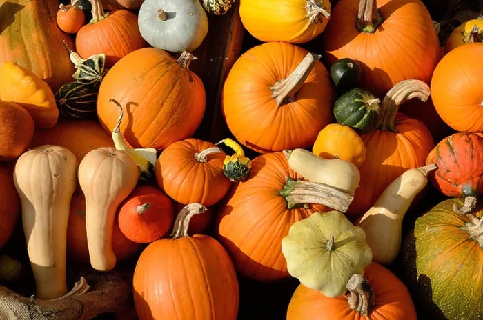 Framed Print : Collection of Assorted Pumpkins Print