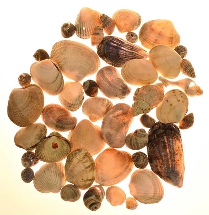 Framed Print : Seashell Print Collection Framed Print : Seashell Print Collection