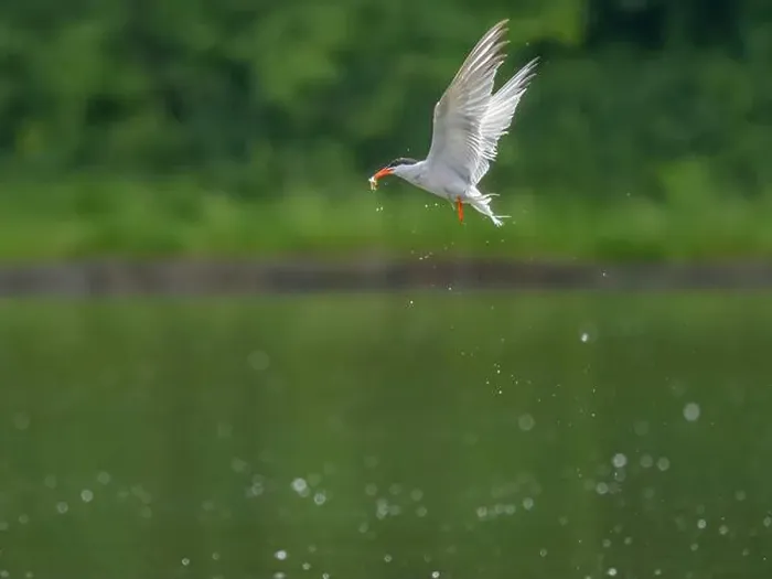 Framed Print : Common Tern Print in Flight with Caught Fish Framed Print : Common Tern Print in Flight with Caught Fish