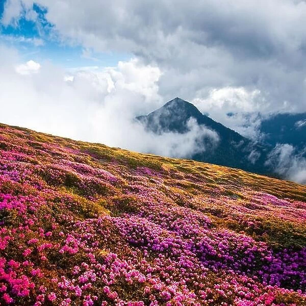 Dramatic unusual scene with rhododendrons bloom in a beautiful location in the Carpathian mountains. Blooming flowers in the foggy mountains meadow