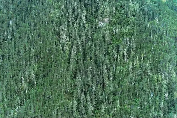 Framed Print : Mountain Forest Print from a Distance