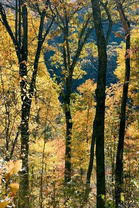 Framed Print : Blue Ridge Parkway Fall Tree Patterns Print Framed Print : Blue Ridge Parkway Fall Tree Patterns Print