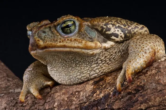 Framed Print : Giant Toad Print Framed Print : Giant Toad Print