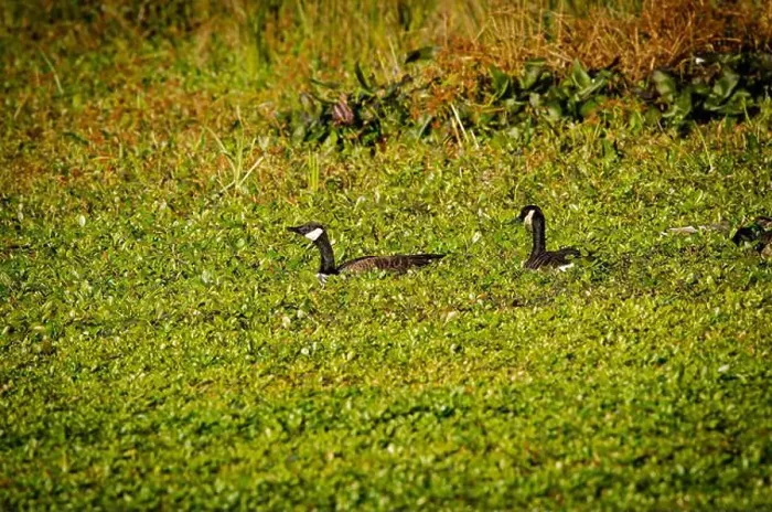 Framed Print : Canada Goose Print