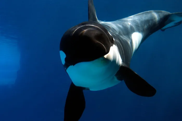 Framed Print : Killer Whale Checking Out Camera Underwater Print Framed Print : Killer Whale Checking Out Camera Underwater Print