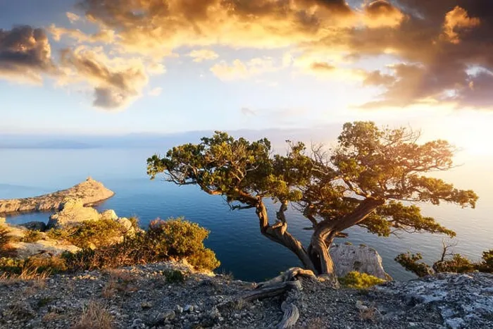 Framed Print : Alone Tree Print on Cliff Edge at Black Sea Sunset