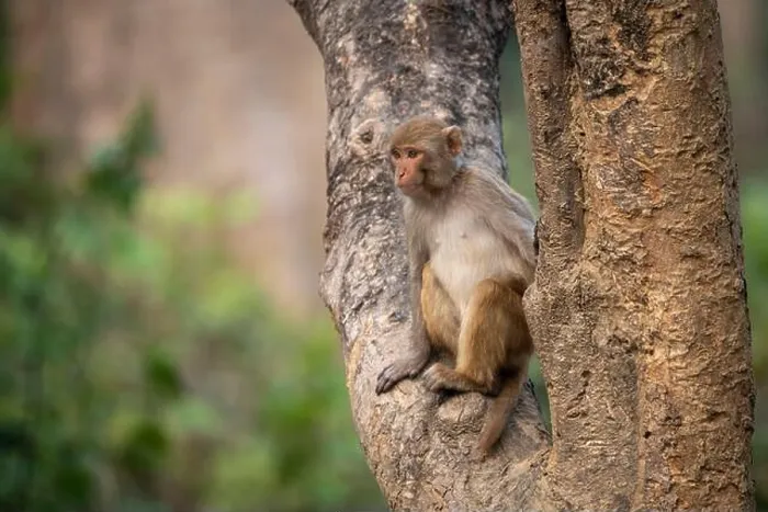 Framed Print : Monkey Perched on Tree Trunk Print Framed Print : Monkey Perched on Tree Trunk Print