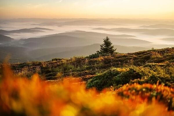 Morning fog in autumn mountains. Fir trees silhouettes on foreground. Beautiful sunrise on background. Landscape photography