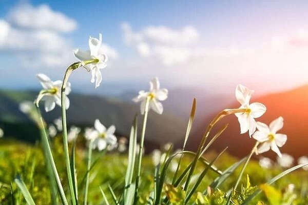 Mountain meadow covered with white narcissus flowers. Carpathian mountains, Europe. Landscape photography