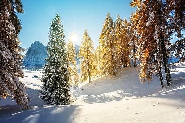 Picturesque landscape with orange larches covered by first snow on meadow Alpe di Siusi, Seiser Alm, Dolomites, Italy