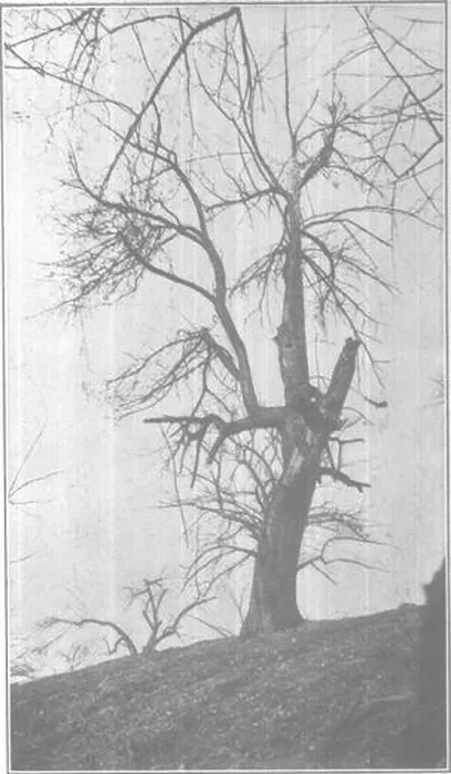 Framed Print : Original Print of Grimes Golden Apple Tree Framed Print : Original Print of Grimes Golden Apple Tree