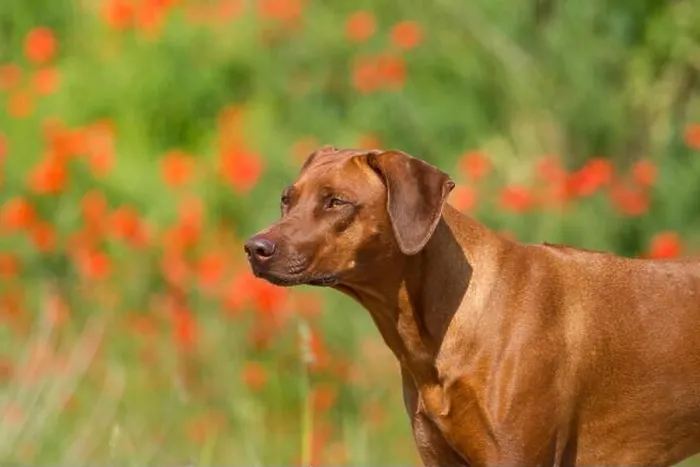 Framed Print : Rhodesian Ridgeback Portrait Print Framed Print : Rhodesian Ridgeback Portrait Print