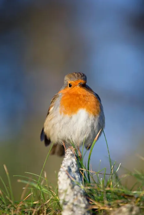 Framed Print : Robin Print - Erithacus rubecula Cornwall UK Framed Print : Robin Print - Erithacus rubecula Cornwall UK