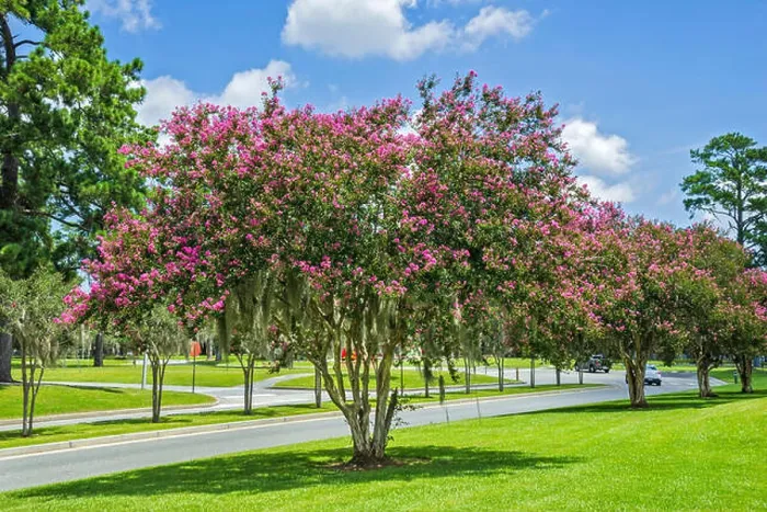 Framed Print : Crape Myrtle Tree Print in Full Bloom Framed Print : Crape Myrtle Tree Print in Full Bloom