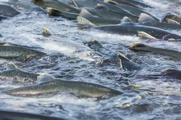 Framed Print : Salmon Spawning Print Framed Print : Salmon Spawning Print