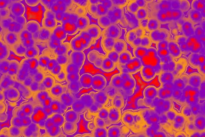 Framed Print : Bacterial Cell Shapes Print