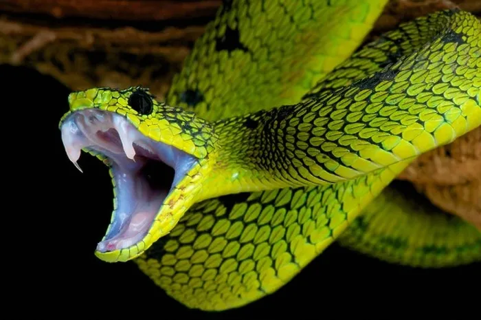 Framed Print : Snake Attack Print: Venomous Snakes in Mid-Strike Framed Print : Snake Attack Print: Venomous Snakes in Mid-Strike