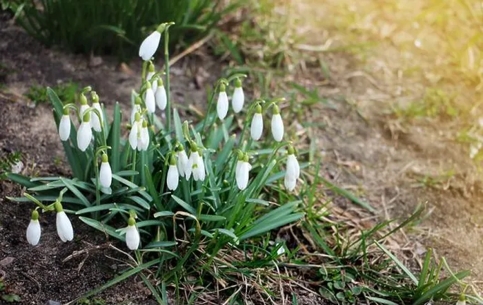 Framed Print : Snowdrop Spring Flowers Print Framed Print : Snowdrop Spring Flowers Print
