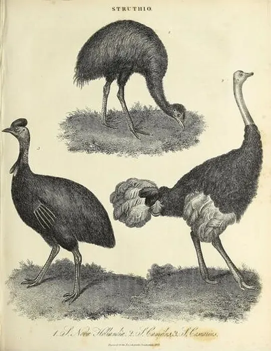 Framed Print : African Ostrich Print Framed Print : African Ostrich Print