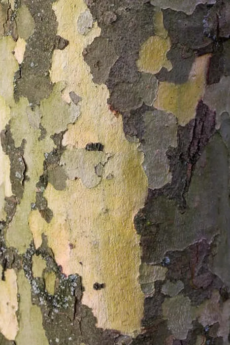 Framed Print : Sycamore Tree Bark Patterns Print Framed Print : Sycamore Tree Bark Patterns Print