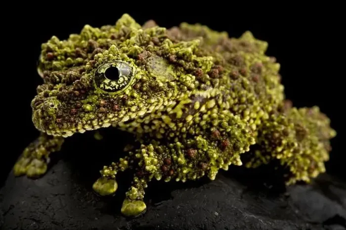 Framed Print : Vietnamese Mossy Frog Print Framed Print : Vietnamese Mossy Frog Print