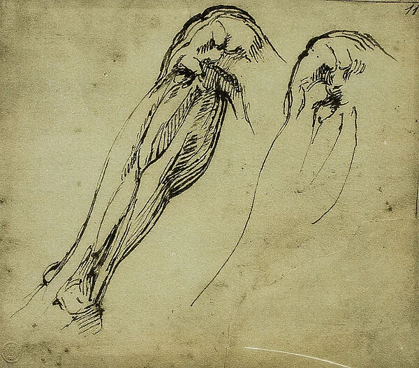 Anatomical Studies of a Leg, drawing by Michelangelo. Casa Buonarroti, Florence
